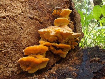 Inocutis rheades