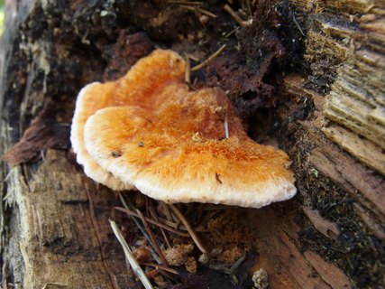 Inocutis rheades