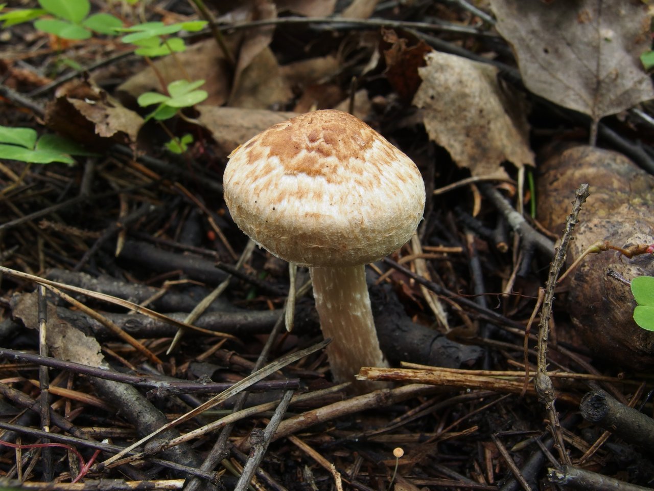 Inocybe bongardii