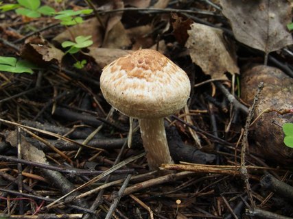 Inocybe bongardii