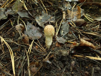 Inocybe bongardii