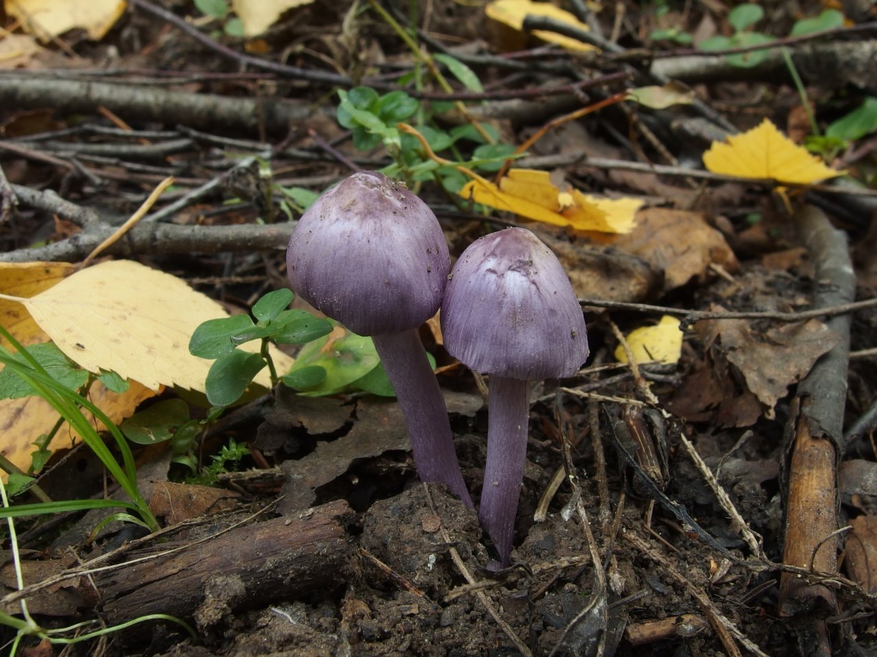 Inocybe geophylla