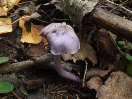 Inocybe geophylla