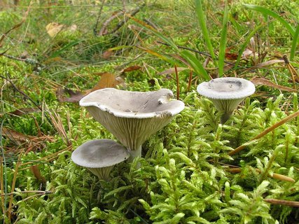 Cantharellula umbonata