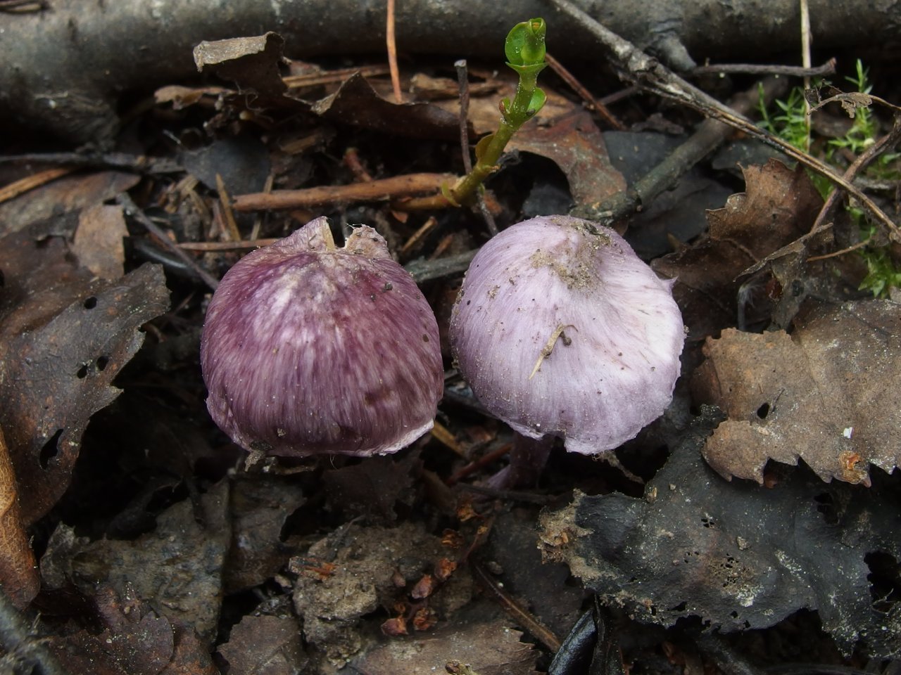 Inocybe geophylla