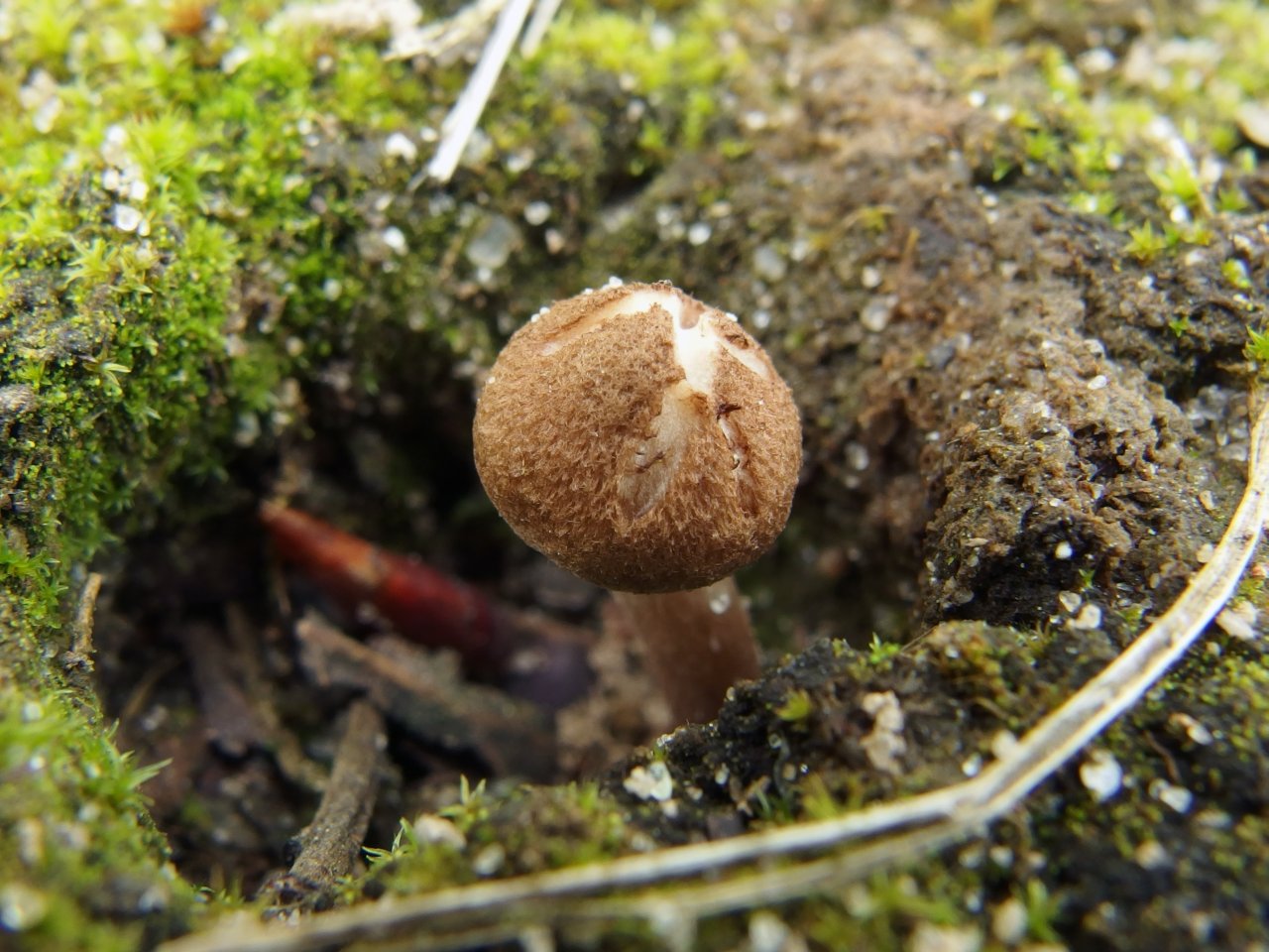 Inocybe lacera