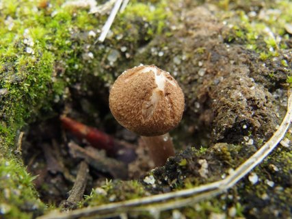 Inocybe lacera