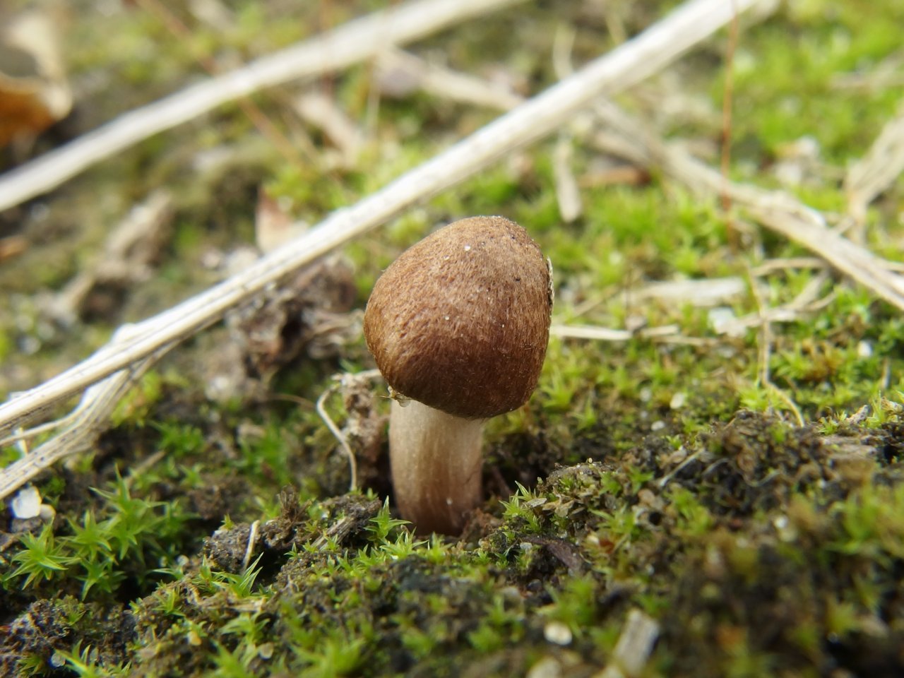 Inocybe lacera