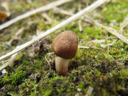 Inocybe lacera