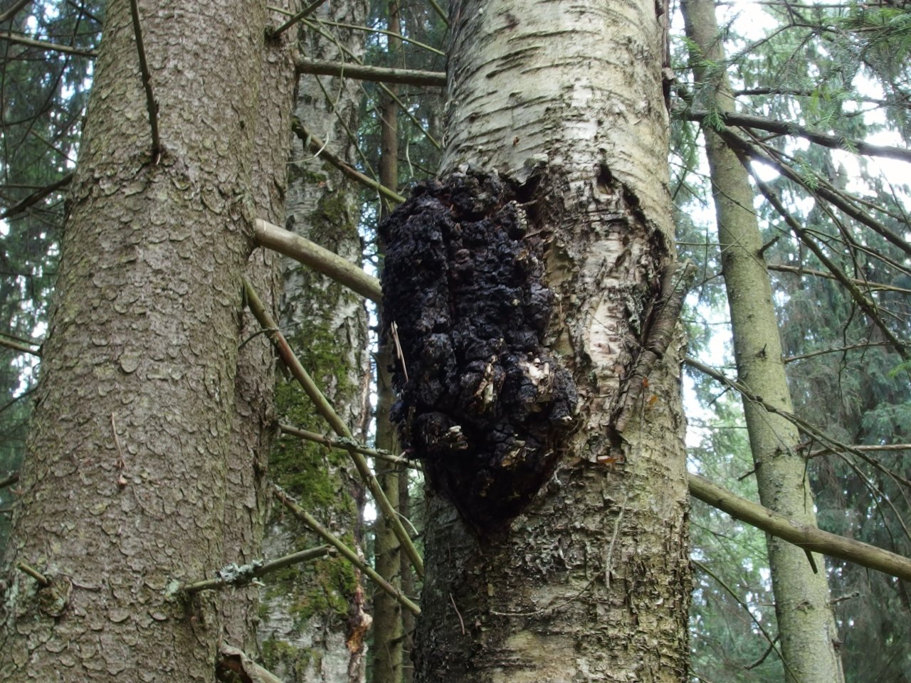 Inonotus obliquus sterilis
