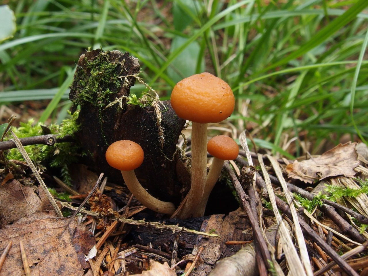 Kuehneromyces vernalis