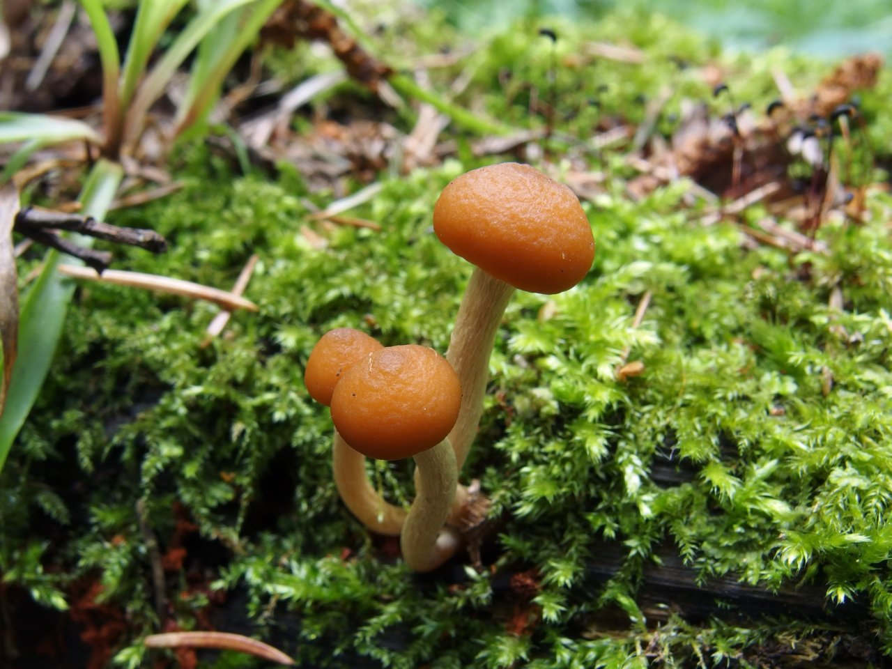 Kuehneromyces vernalis