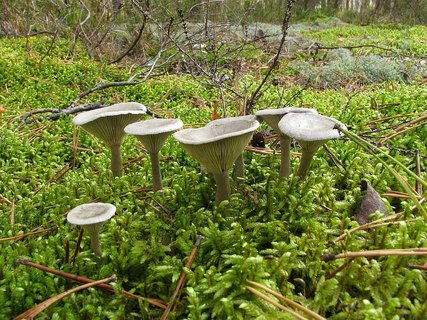 Cantharellula umbonata