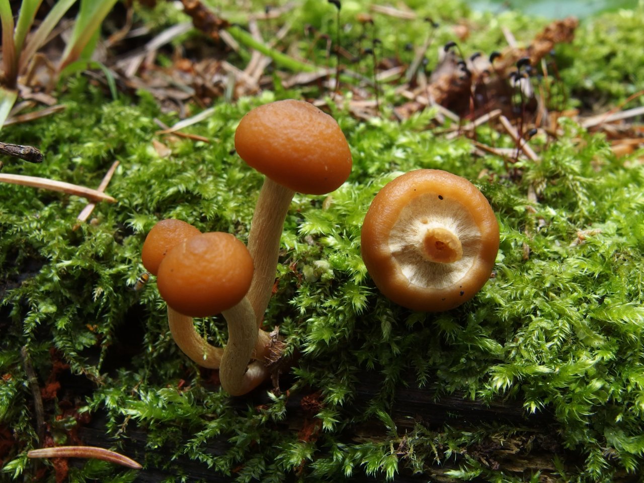 Kuehneromyces vernalis