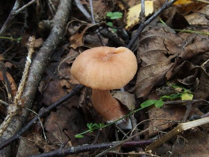 Laccaria laccata