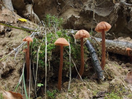 Laccaria proxima