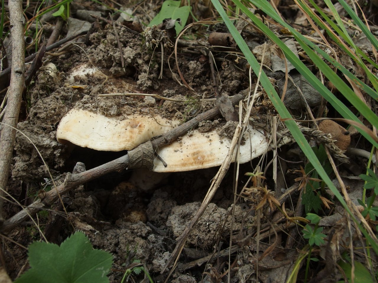 Lactarius controversus