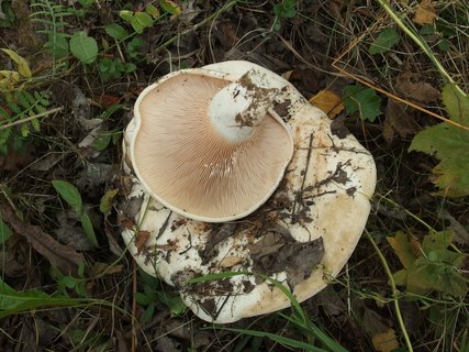 Lactarius controversus