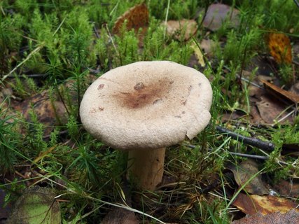 Lactarius helvus