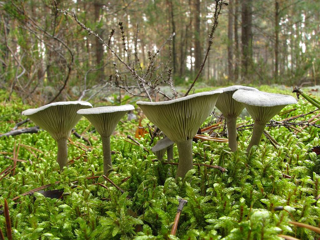 Cantharellula umbonata