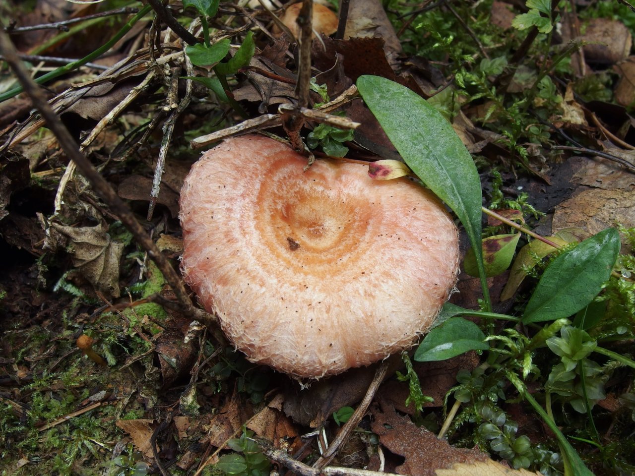 Lactarius torminosus