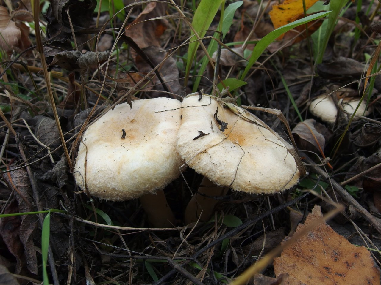 Lactarius pubescens