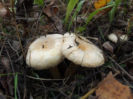 Lactarius pubescens