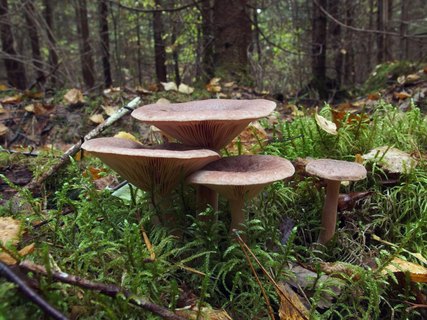 Lactarius rufus