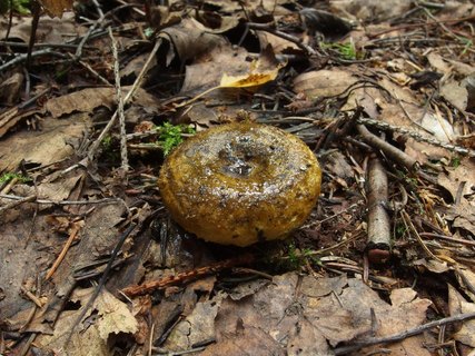Lactarius turpis