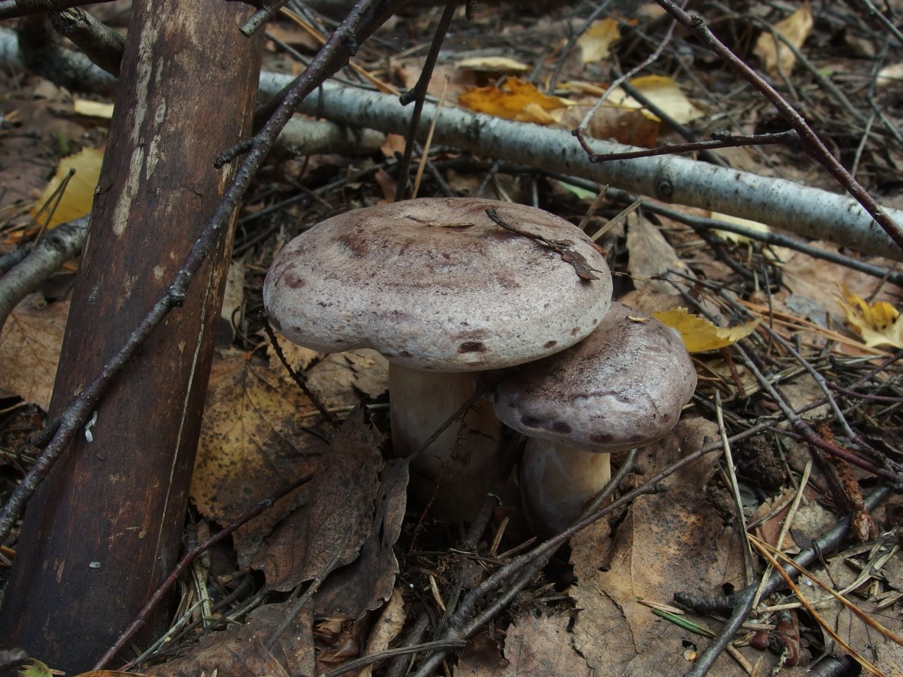 Lactarius trivialis