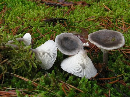 Cantharellula umbonata