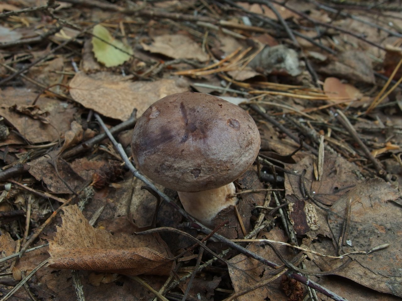 Lactarius trivialis