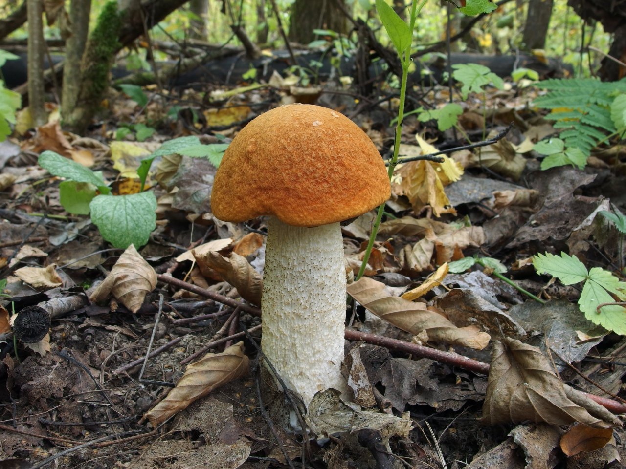 Leccinum albostipitatum