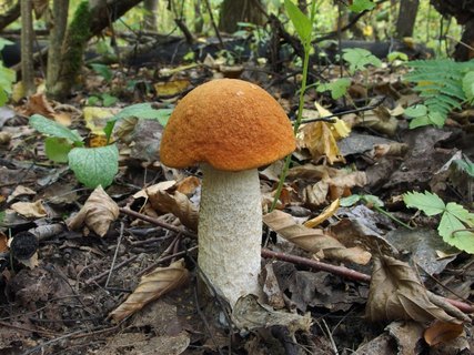 Leccinum albostipitatum
