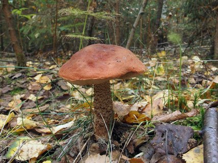 Leccinum aurantiacum