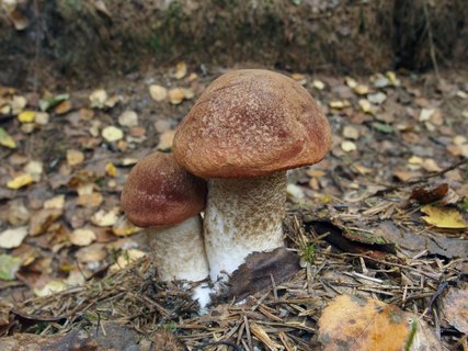 Leccinum aurantiacum
