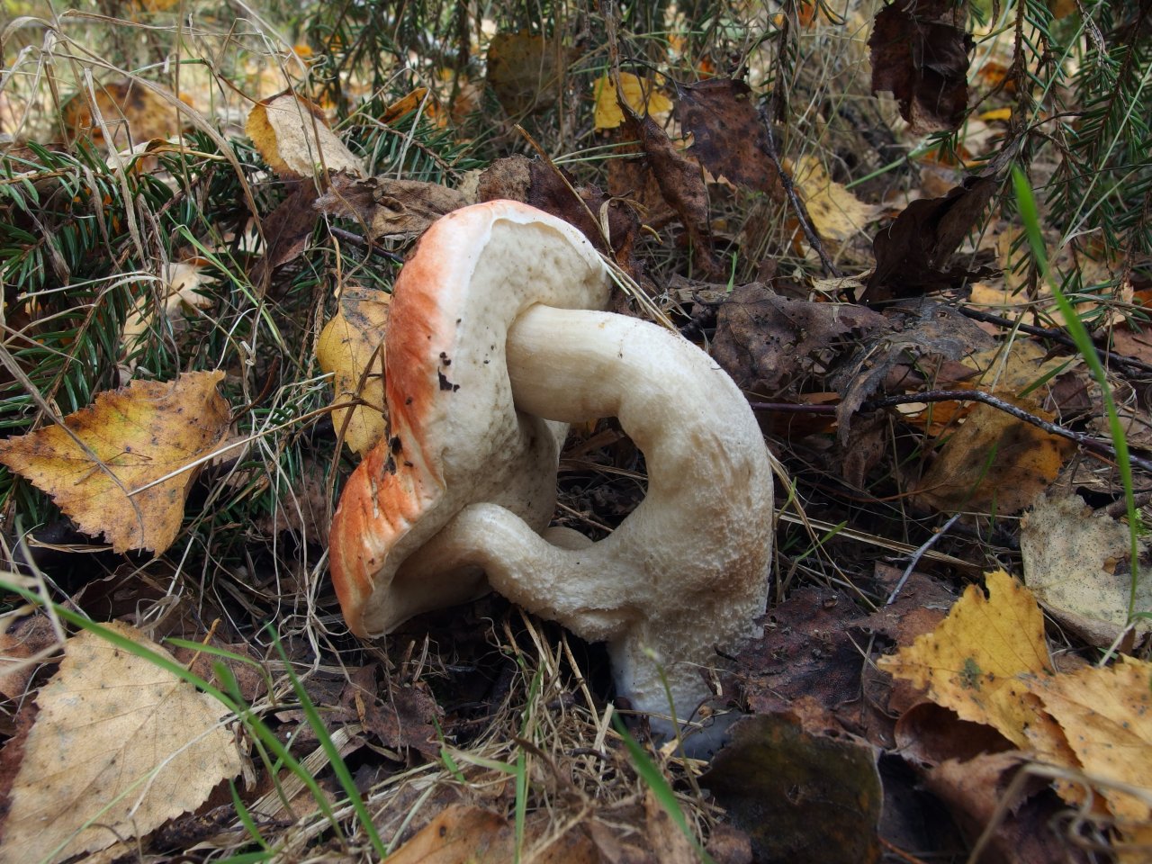 Leccinum aurantiacum