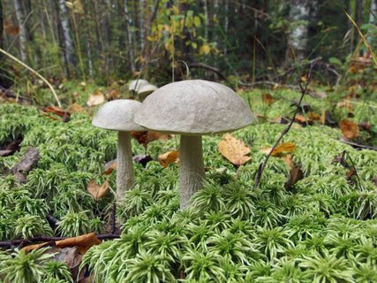 Leccinum holopus