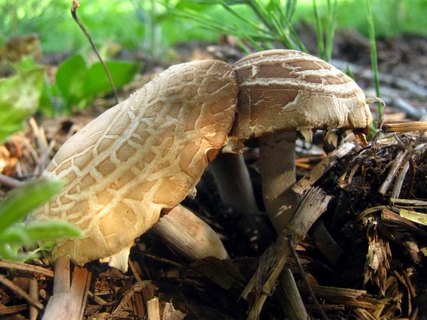 Agrocybe dura