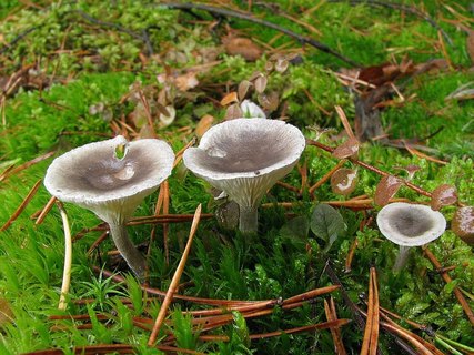 Cantharellula umbonata