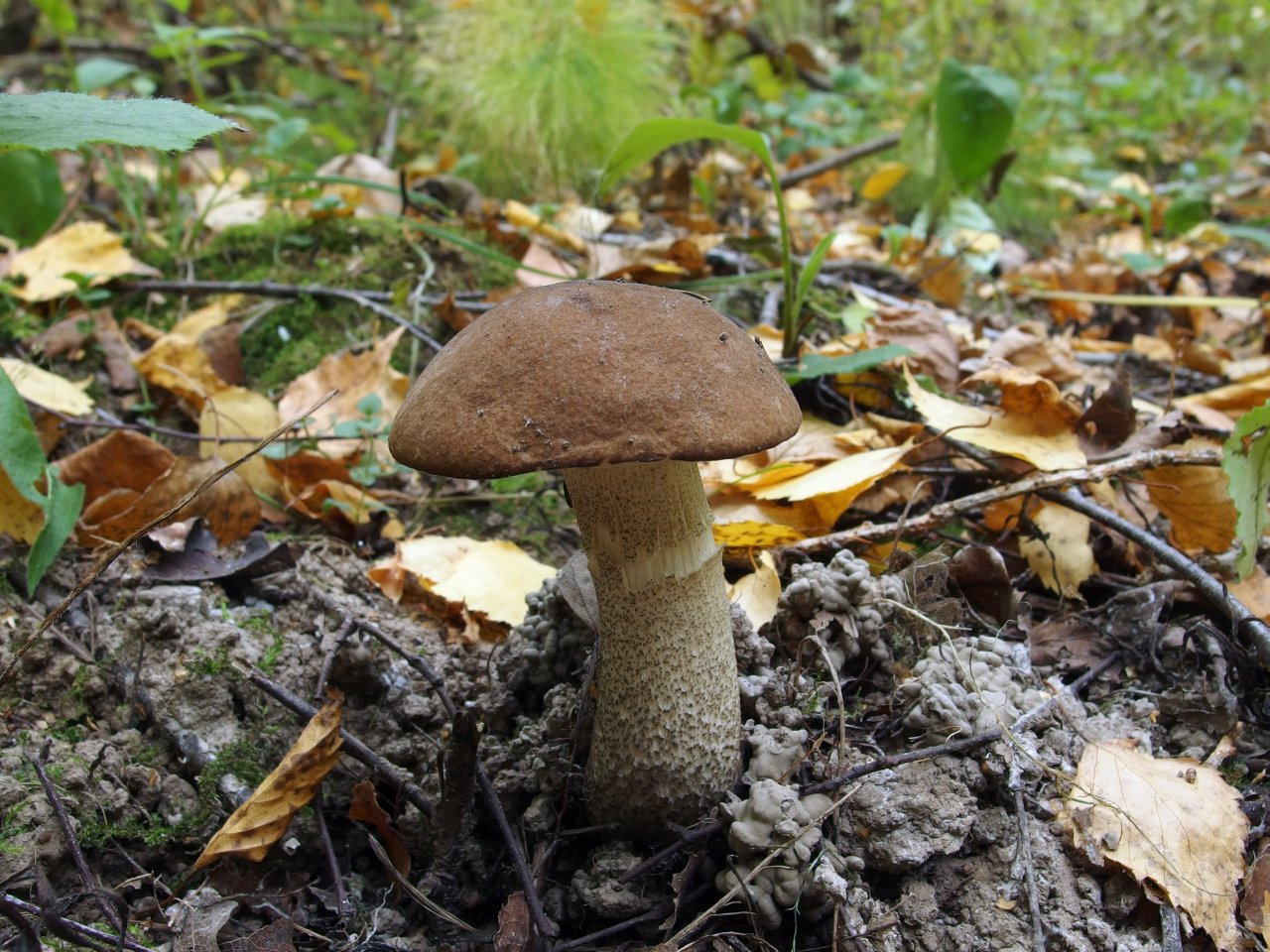 Leccinum scabrum