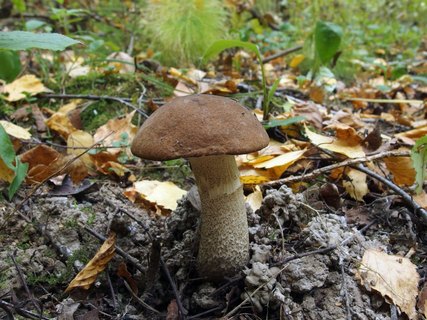 Leccinum scabrum