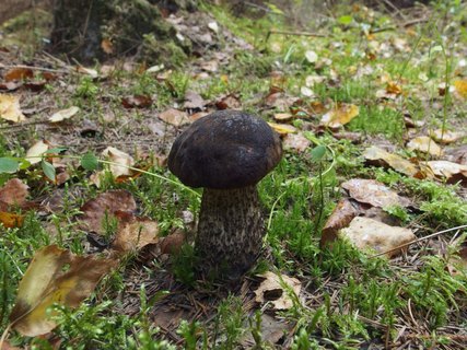 Leccinum melaneum