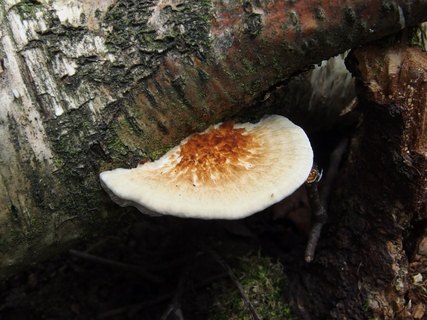 Lenzites betulina
