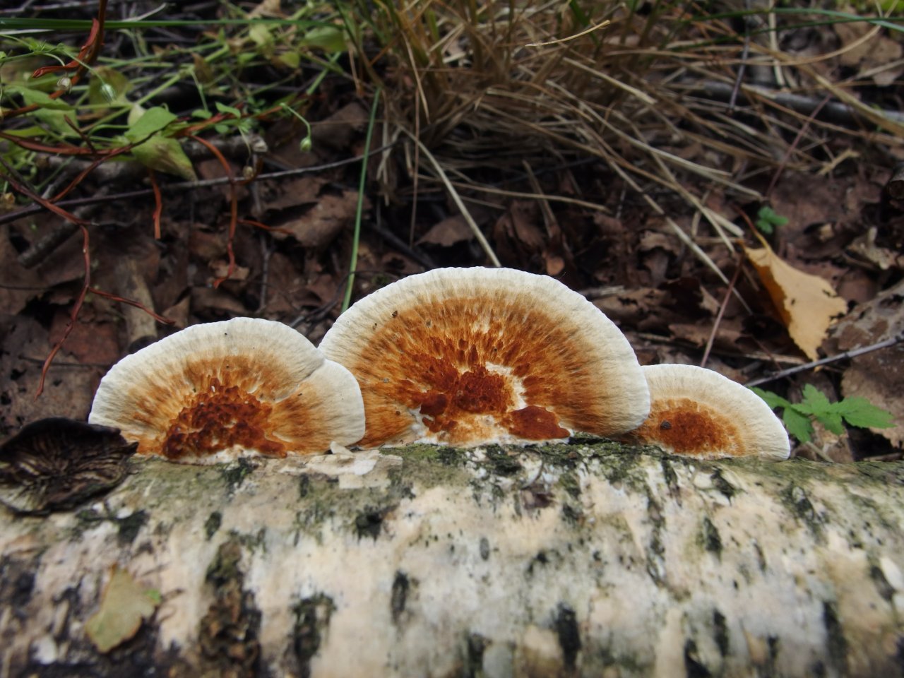 Lenzites betulina