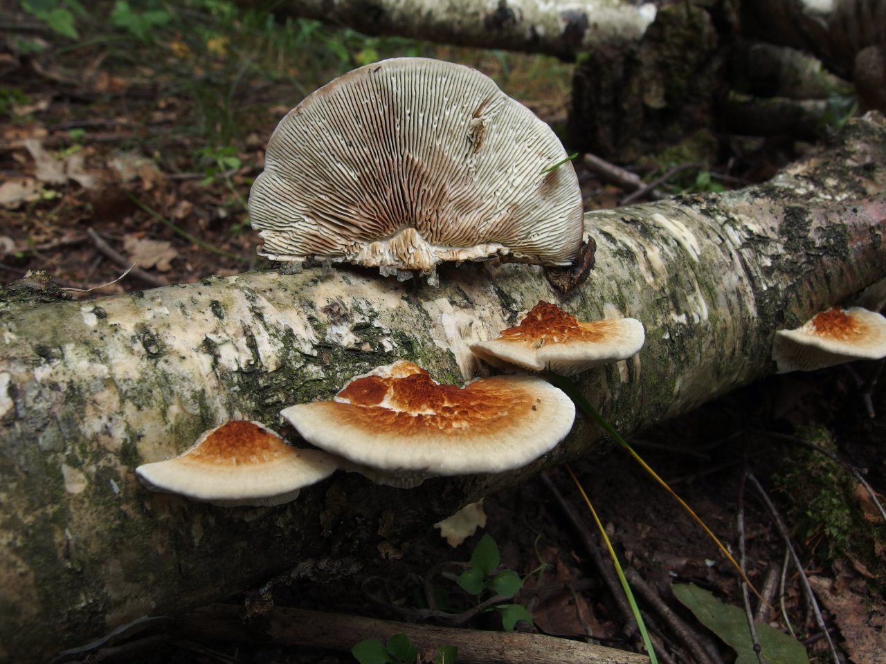 Lenzites betulina