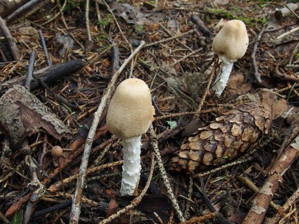 Lepiota clypeolaria