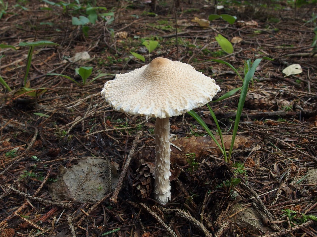 Lepiota clypeolaria