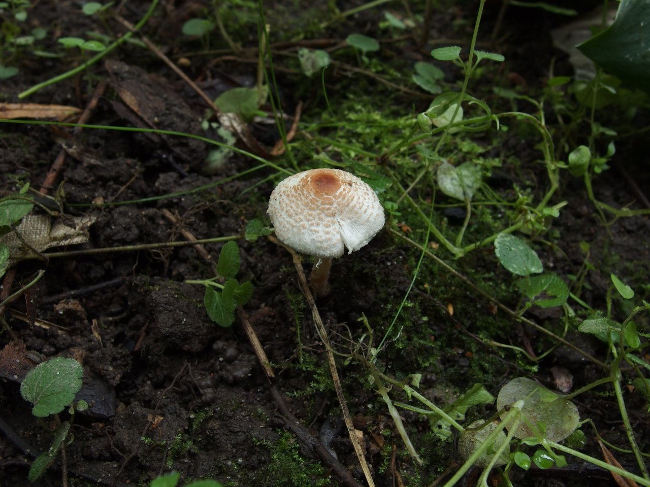 Lepiota cristata