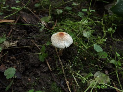 Lepiota cristata